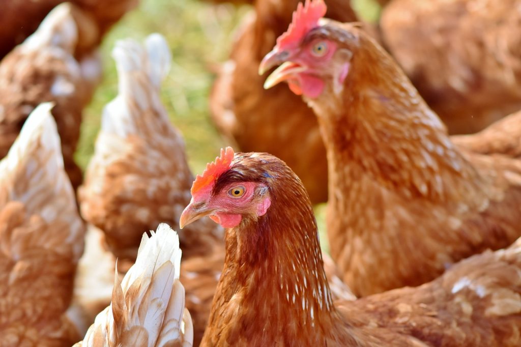 Elevage des poules pondeuses et des poules de chair